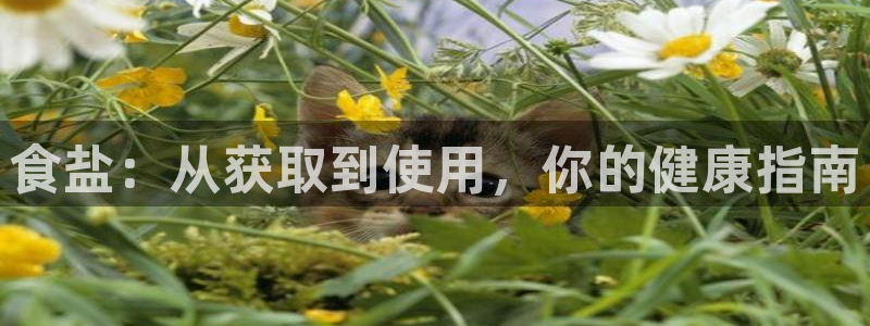 威九国际A